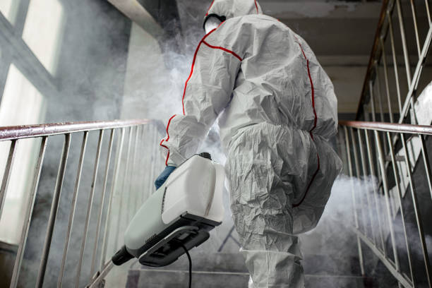 Best Basement Mold Removal  in Quanah, TX